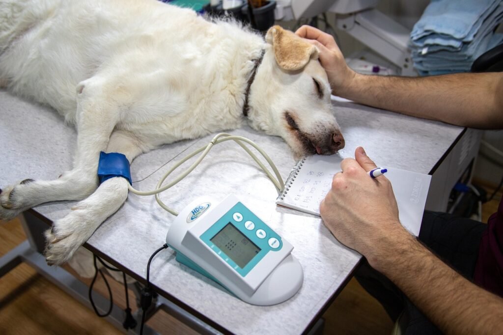 Concurso para Médico Veterinário 2024: Ibama, Polícia Federal e Exército