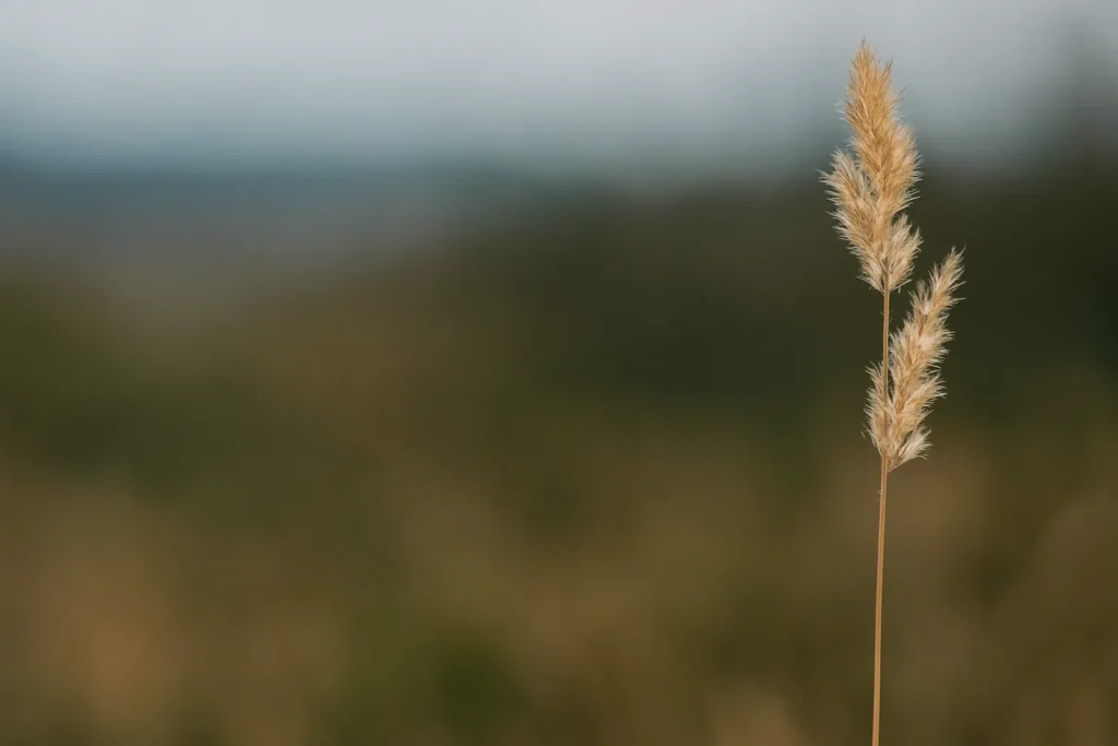 mensagem de resiliência